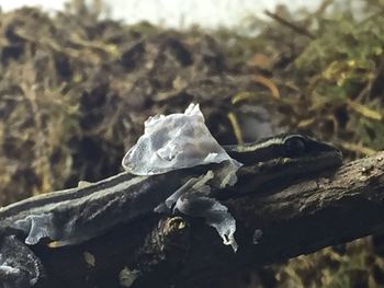 Close-up of branches against blurred background