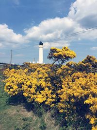 Yellow flowers growing by lighthouse against sky