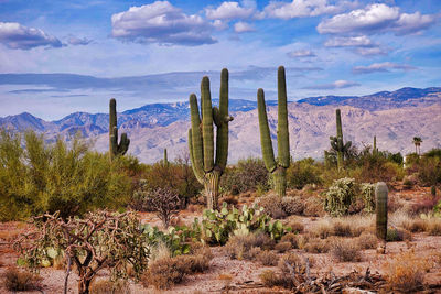 Cactus growing in desert