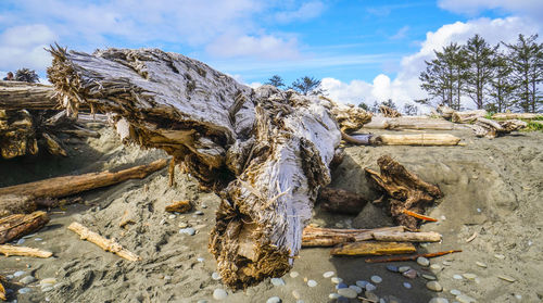 View of driftwood on beach