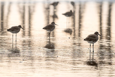 Seagulls on a lake