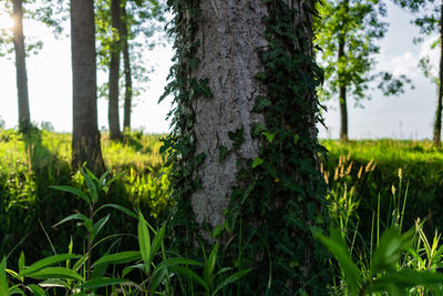 Trees growing in forest