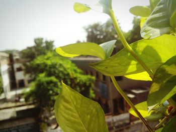 Close-up of fresh green leaves against blurred background