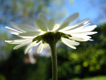 Close-up of white flowers