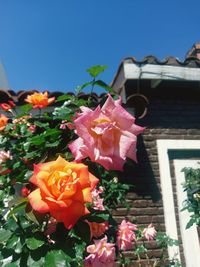 Close-up of flowering plants against clear sky