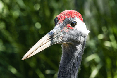 Close-up of a bird