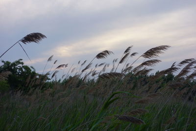 Grass against sky