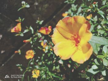 Close-up of yellow flowering plant