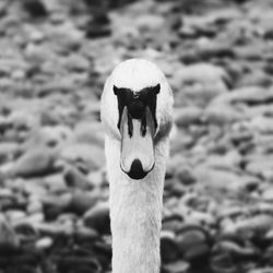 Close-up of plant against blurred background