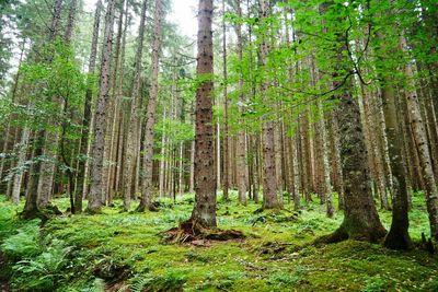 Trees in forest