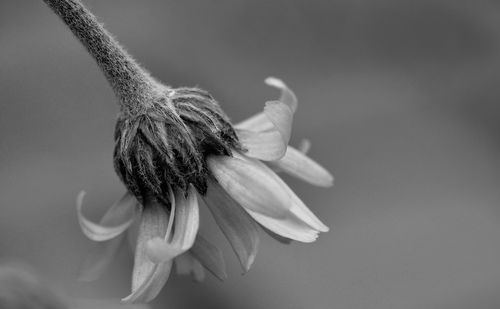 Close-up of flower against blurred background