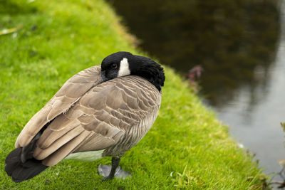 High angle view of bird on grass