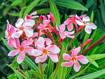 Close-up of pink flowering plant