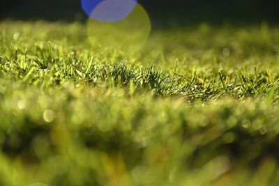 Close-up of grass growing on field