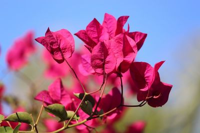 Close-up of pink bougainvillea plant against sky