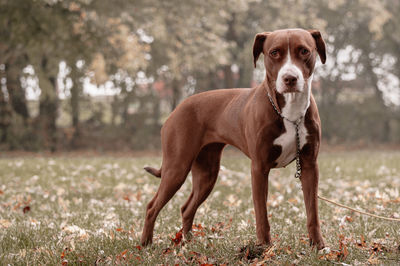 Portrait of dog standing on field