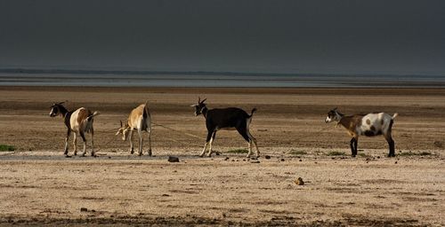 Horses on beach against sky