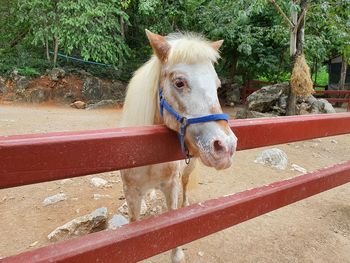 Horse in ranch