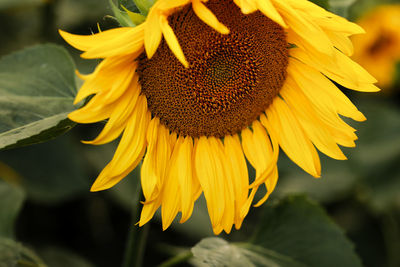 Close-up of sunflower
