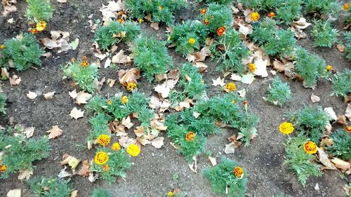 High angle view of plants