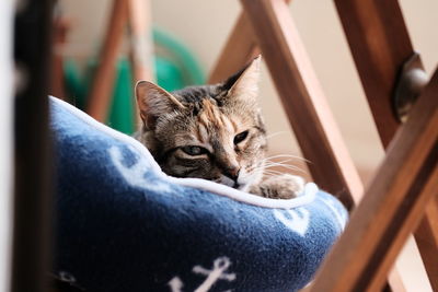 Close-up of a cat sleeping on chair