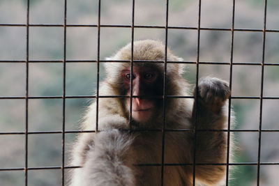 Portrait of monkey in cage