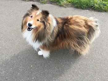 High angle portrait of dog