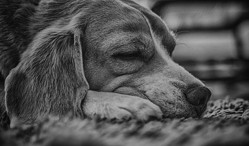 Close-up of a dog sleeping