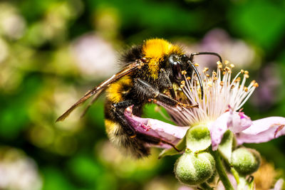 Close-up of bee on flower