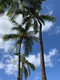 Low angle view of palm tree against sky