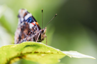 Vanessa atalanta on leaf