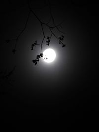 Low angle view of silhouette tree against sky