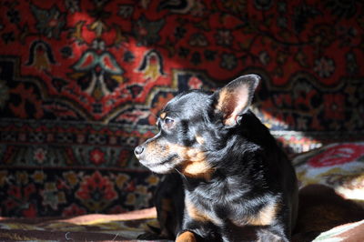 Close-up of dog looking away