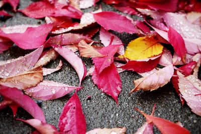 Maple leaves on ground