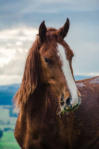 Close-up of a horse against the sky