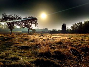 Trees on field against sky during sunset