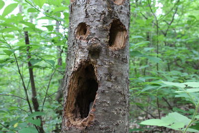 Close-up of ivy growing on tree trunk