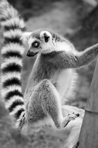 The everyday life of a lemur monkey in the zoo.