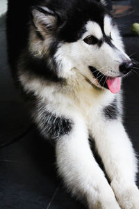 Close-up of siberian husky