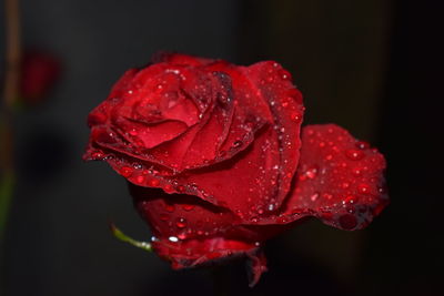 Close-up of wet red rose blooming outdoors