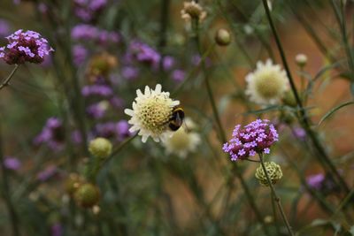 Close-up of bee on purple flower