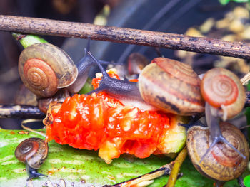 Close-up of snails on tomato