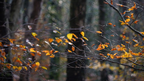 Close-up of spider web on tree in forest during autumn