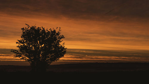 Tree on beach against sky at sunset