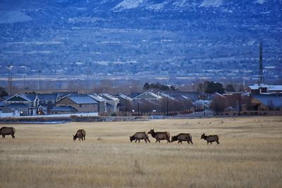 Horses in a field