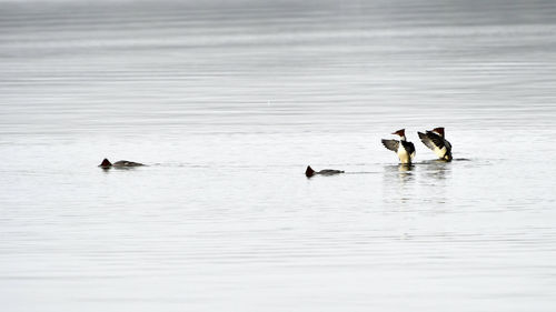 Ducks swimming in lake