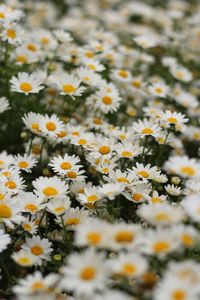 Close-up of daisies on field