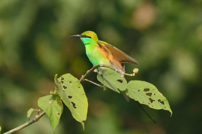 Close-up of bird perching on leaf