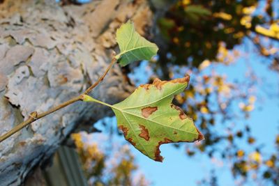 Close-up of a leaf