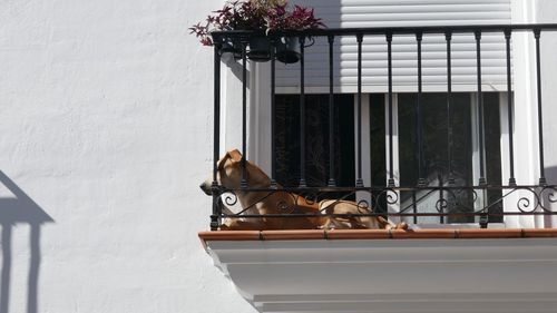 Low angle view of a horse in a building